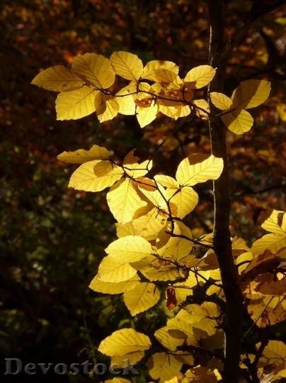 Devostock Autumn nature tree leaves  (32)
