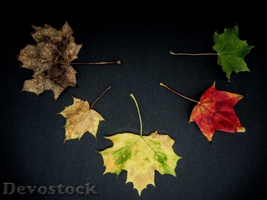 Devostock Autumn nature tree leaves  (321)
