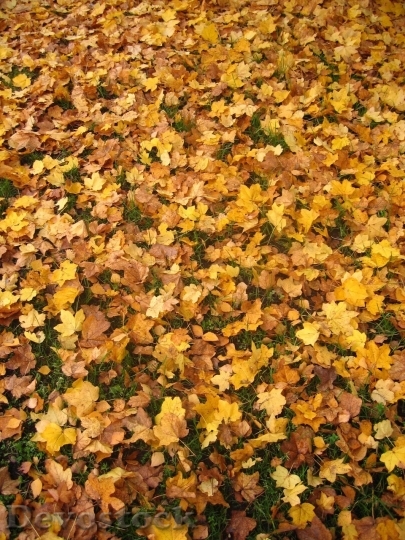 Devostock Autumn nature tree leaves  (323)