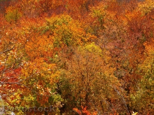 Devostock Autumn nature tree leaves  (326)