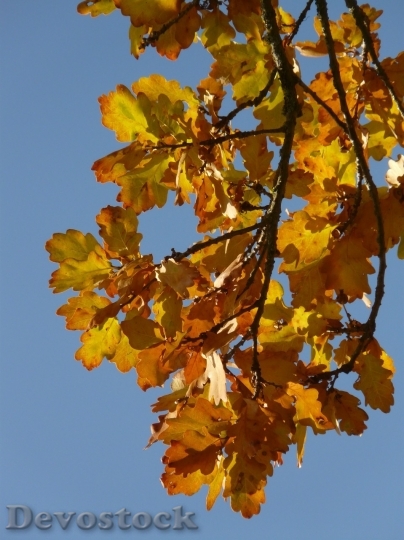 Devostock Autumn nature tree leaves  (33)