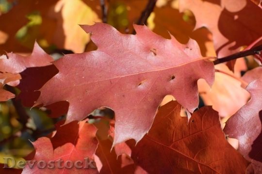 Devostock Autumn nature tree leaves  (330)