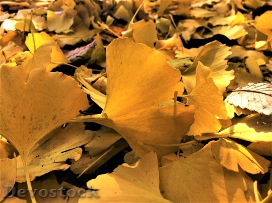 Devostock Autumn nature tree leaves  (331)