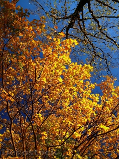 Devostock Autumn nature tree leaves  (333)