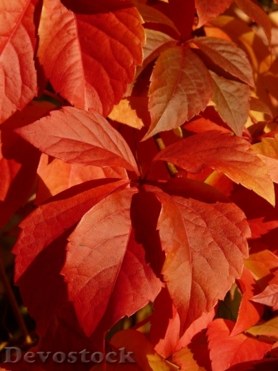 Devostock Autumn nature tree leaves  (334)