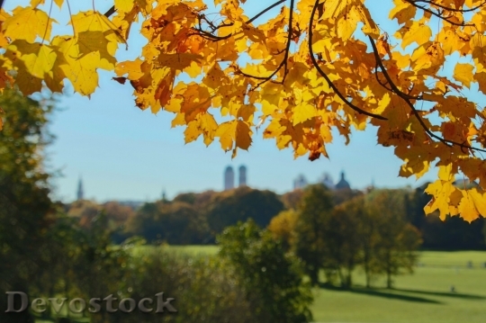Devostock Autumn nature tree leaves  (335)