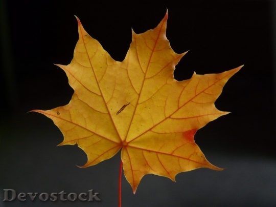 Devostock Autumn nature tree leaves  (339)