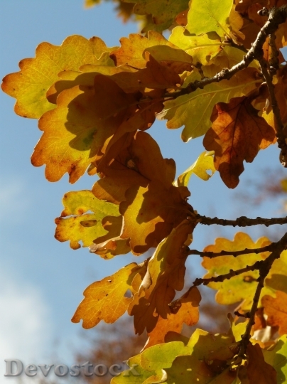 Devostock Autumn nature tree leaves  (34)