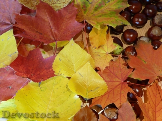 Devostock Autumn nature tree leaves  (340)