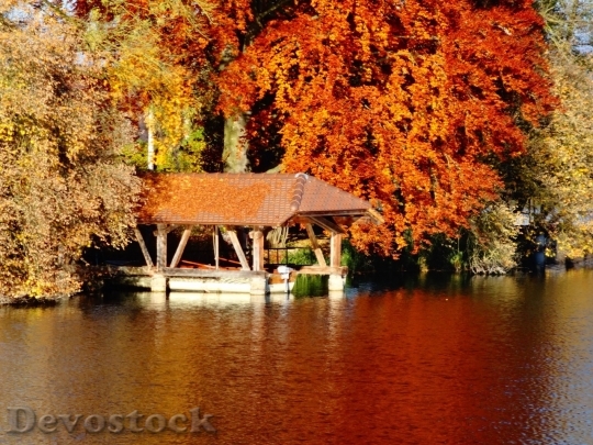 Devostock Autumn nature tree leaves  (341)