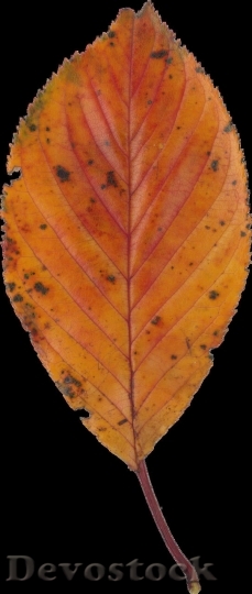 Devostock Autumn nature tree leaves  (343)