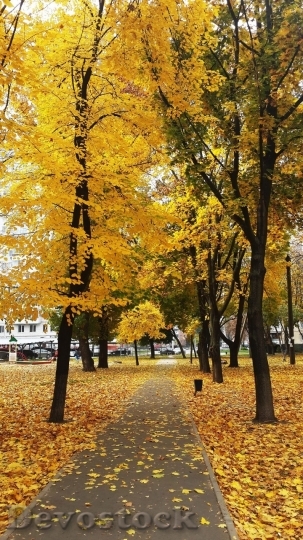 Devostock Autumn nature tree leaves  (344)