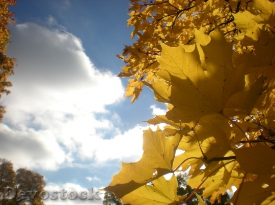 Devostock Autumn nature tree leaves  (345)