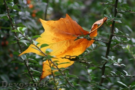 Devostock Autumn nature tree leaves  (347)
