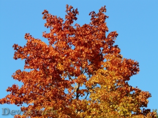 Devostock Autumn nature tree leaves  (348)