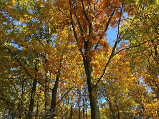 Devostock Autumn nature tree leaves  (349)