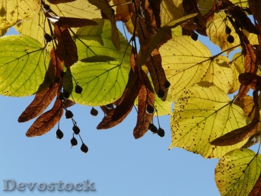 Devostock Autumn nature tree leaves  (35)