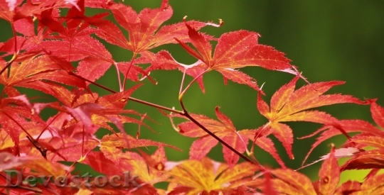 Devostock Autumn nature tree leaves  (352)