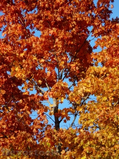 Devostock Autumn nature tree leaves  (354)