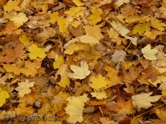 Devostock Autumn nature tree leaves  (36)