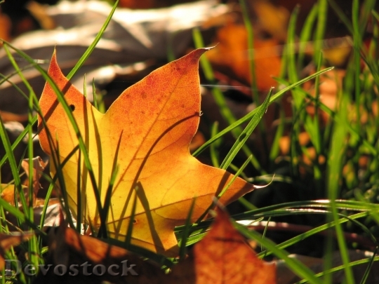 Devostock Autumn nature tree leaves  (38)