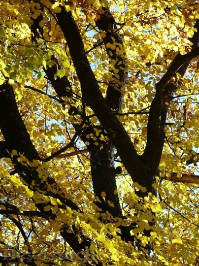 Devostock Autumn nature tree leaves  (39)
