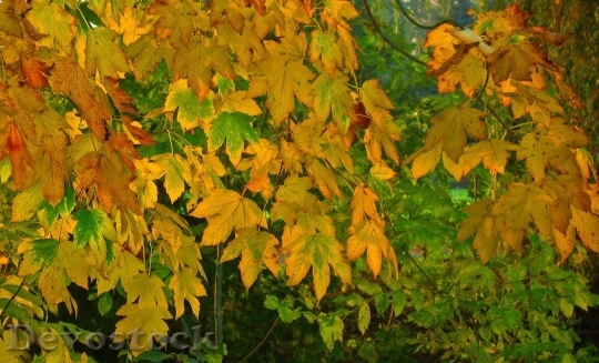 Devostock Autumn nature tree leaves  (4)