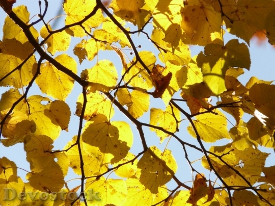 Devostock Autumn nature tree leaves  (42)