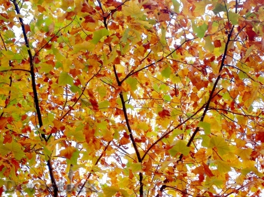 Devostock Autumn nature tree leaves  (44)