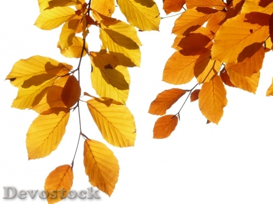 Devostock Autumn nature tree leaves  (46)