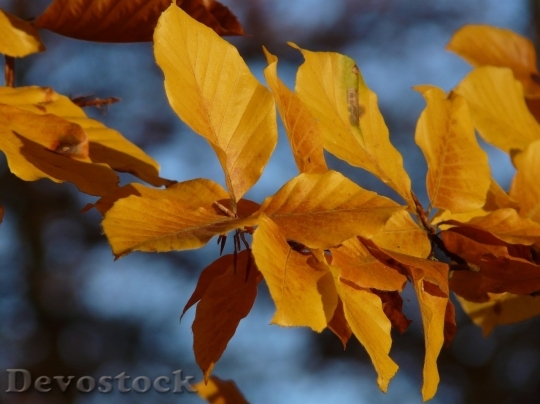 Devostock Autumn nature tree leaves  (47)