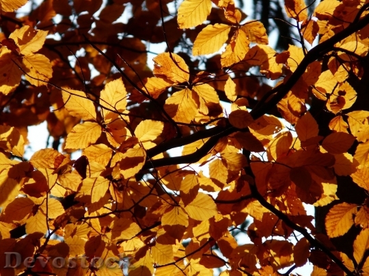 Devostock Autumn nature tree leaves  (48)