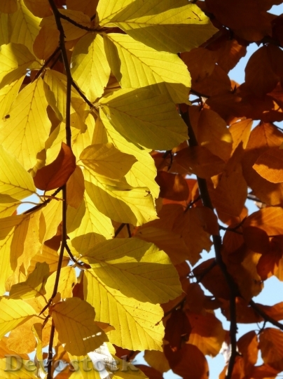 Devostock Autumn nature tree leaves  (49)