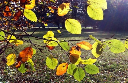 Devostock Autumn nature tree leaves  (51)
