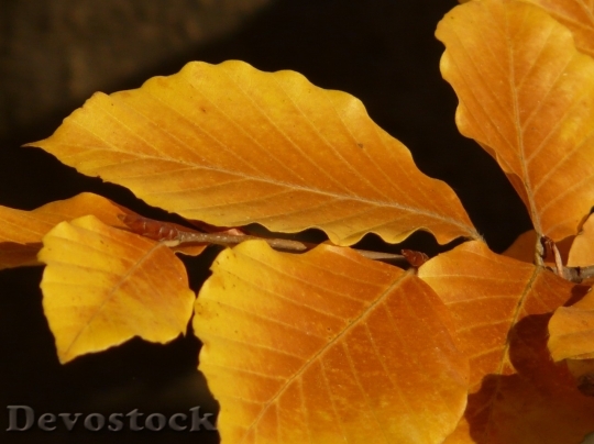 Devostock Autumn nature tree leaves  (52)