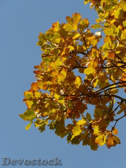 Devostock Autumn nature tree leaves  (55)