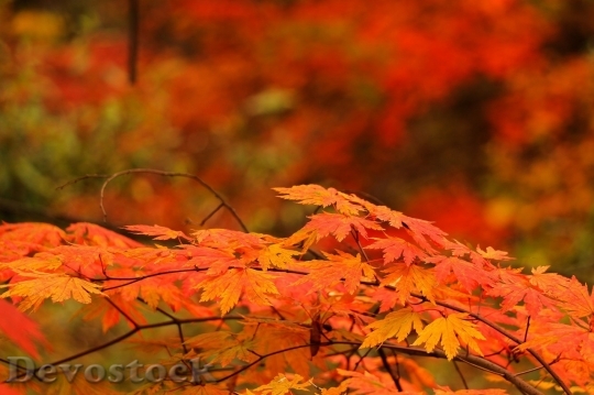Devostock Autumn nature tree leaves  (56)