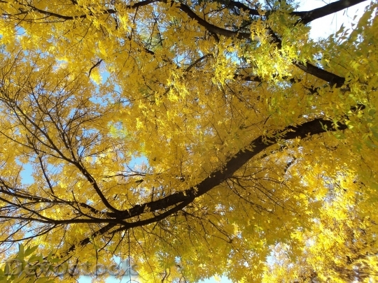Devostock Autumn nature tree leaves  (57)