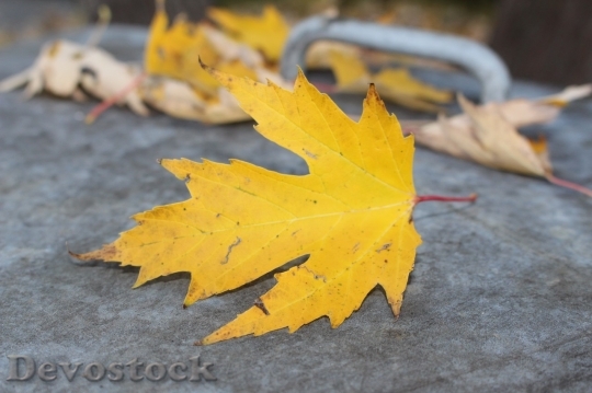 Devostock Autumn nature tree leaves  (59)