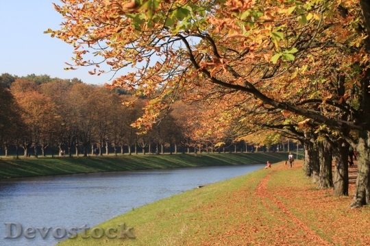 Devostock Autumn nature tree leaves  (61)