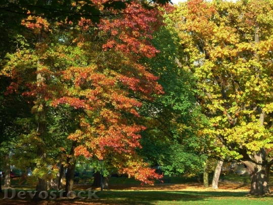 Devostock Autumn nature tree leaves  (66)