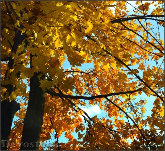 Devostock Autumn nature tree leaves  (67)
