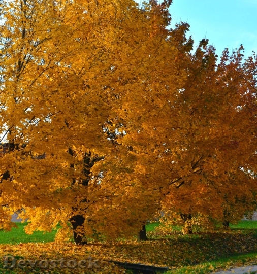 Devostock Autumn nature tree leaves  (68)