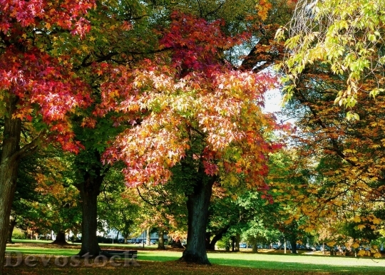 Devostock Autumn nature tree leaves  (70)