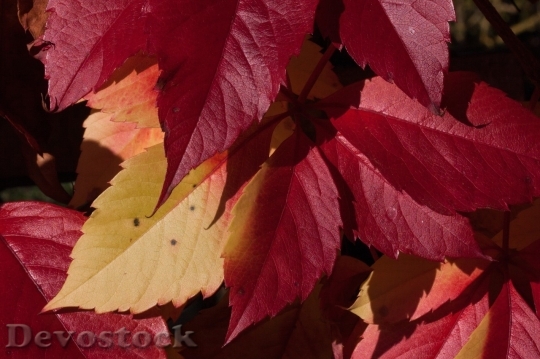 Devostock Autumn nature tree leaves  (74)