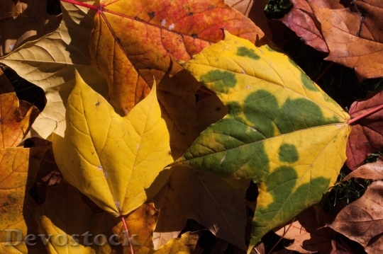 Devostock Autumn nature tree leaves  (75)