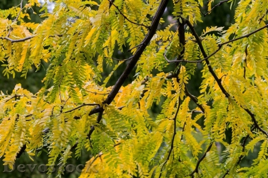 Devostock Autumn nature tree leaves  (77)