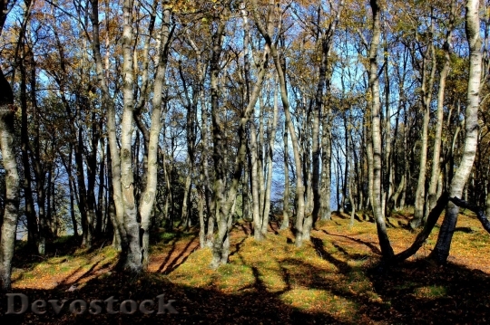 Devostock Autumn nature tree leaves  (78)