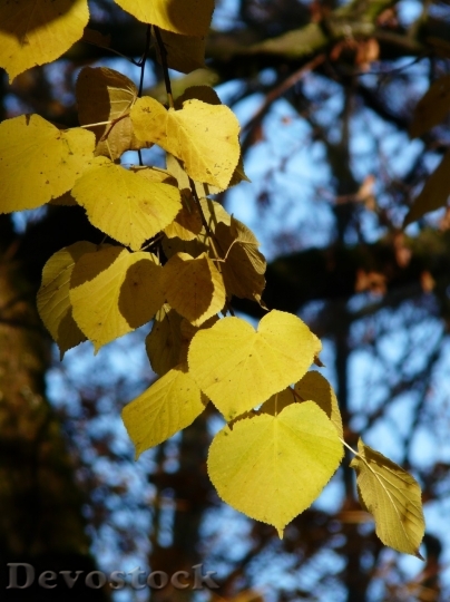 Devostock Autumn nature tree leaves  (8)
