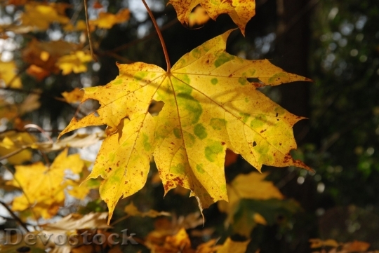 Devostock Autumn nature tree leaves  (87)